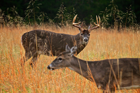 Cades Cove, Tennessee, GSMNP