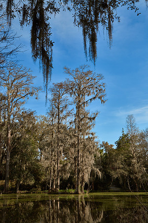 Magnolia Plantation and Gardens, Charleston, SC