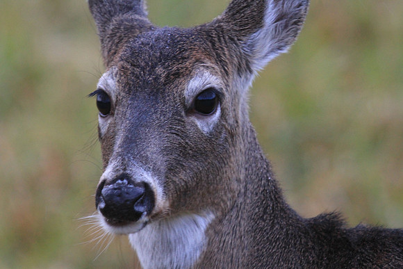 Cades Cove, Tennessee, GSMNP