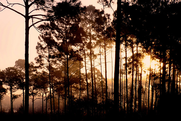 Tomoka State Park, Ormond Beach, FL