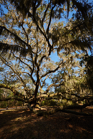 Gray's Hill Angel Oak, Beaufort, SC