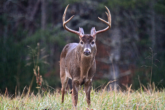 Cades Cove, Tennessee, GSMNP