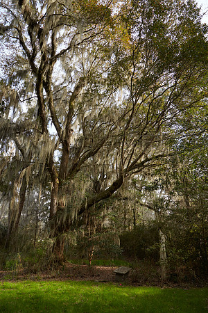 Magnolia Plantation and Gardens, Charleston, SC