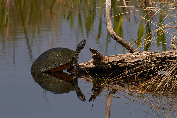 Lake Woodruff National Wildlife Refuge, DeLeon Springs, FL