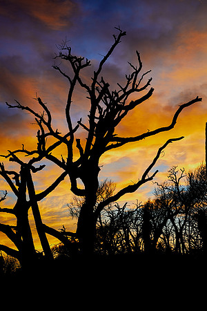 Botany Bay Plantation, Edisto Island, South Carolina