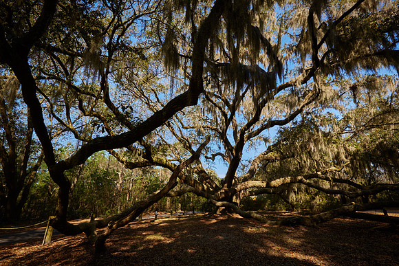 Gray's Hill Angel Oak, Beaufort, SC