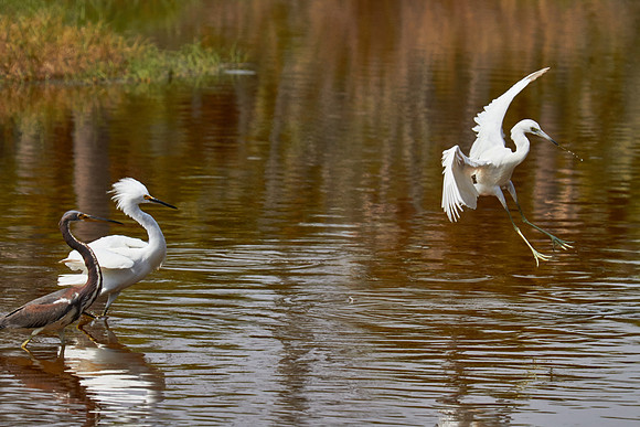Tomoka State Park, Ormond Beach, FL