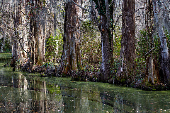 Magnolia Plantation and Gardens, Charleston, SC