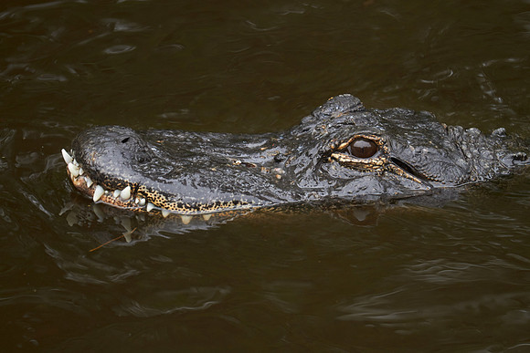 Alligator Farm Zoological Park, St. Augustine, FL