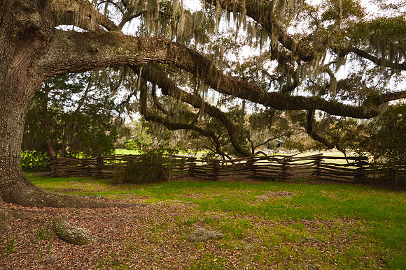 Magnolia Plantation and Gardens, Charleston, SC
