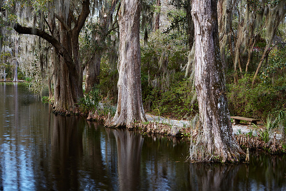 Magnolia Plantation and Gardens, Charleston, SC