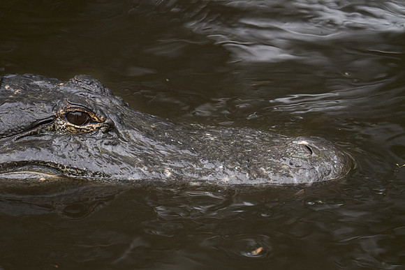 Alligator Farm Zoological Park, St. Augustine, FL