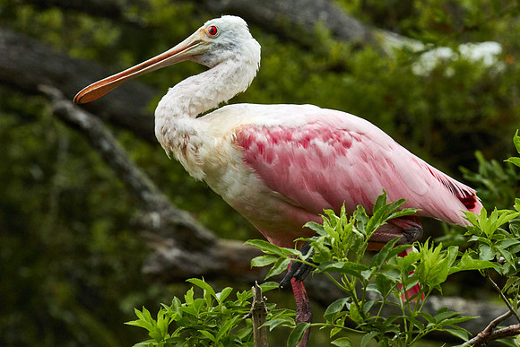 Alligator Farm Zoological Park, St. Augustine, FL