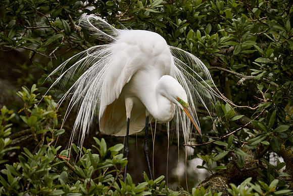 Alligator Farm Zoological Park, St. Augustine, FL