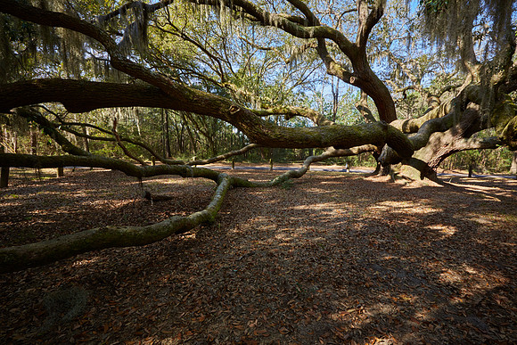 Gray's Hill Angel Oak, Beaufort, SC
