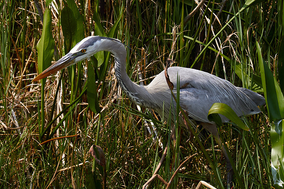 Lake Woodruff National Wildlife Refuge, DeLeon Springs, FL