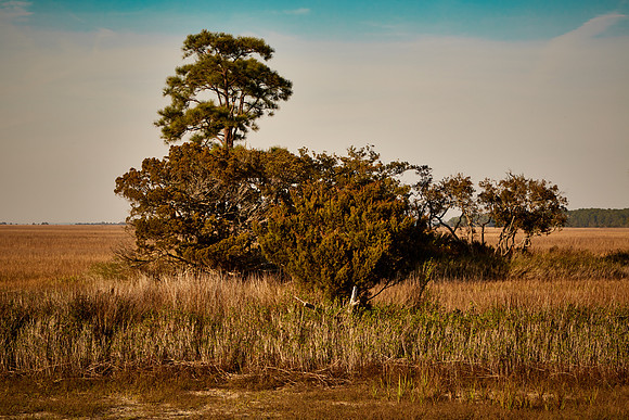 Hunting Island, SC
