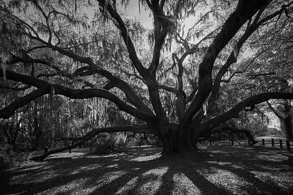 Gray's Hill Angel Oak, Beaufort, SC