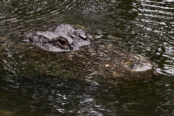 Alligator Farm Zoological Park, St. Augustine, FL