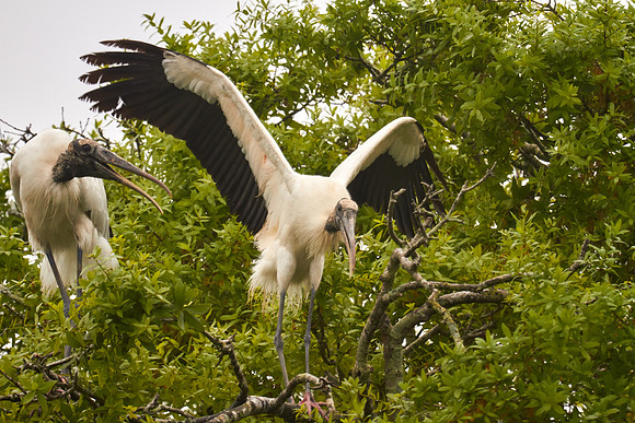 Alligator Farm Zoological Park, St. Augustine, FL