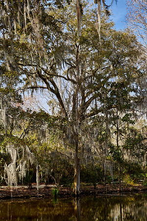 Magnolia Plantation and Gardens, Charleston, SC