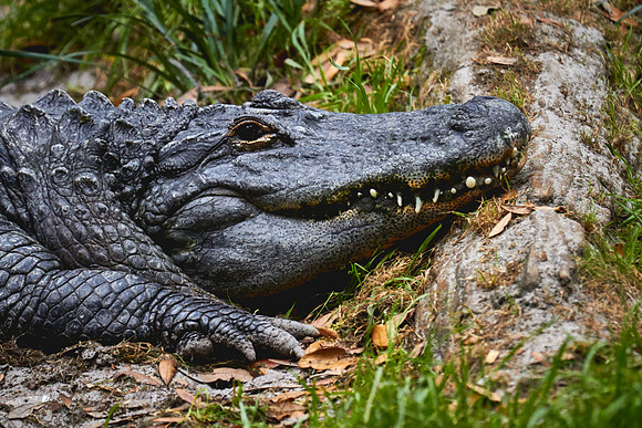 Alligator Farm Zoological Park, St. Augustine, FL