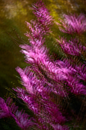 Magnolia Plantation and Gardens, Charleston, SC