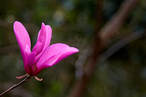 Magnolia Plantation and Gardens, Charleston, SC