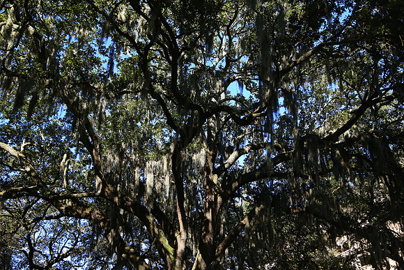 Savannah, GA