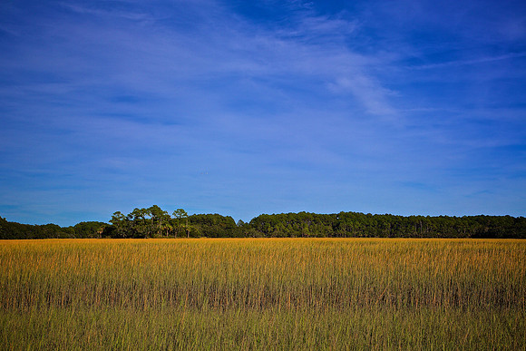 Salt Marsh, Pinckney Island National Wildlife Refuge, SC