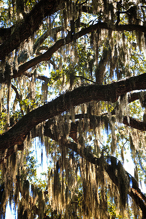 Forsyth Park, Savannah, GA