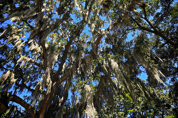 Forsyth Park, Savannah, GA