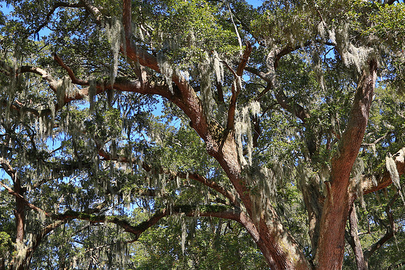 Zion Chapel of Ease and Cemetery, Hilton Head Island, SC