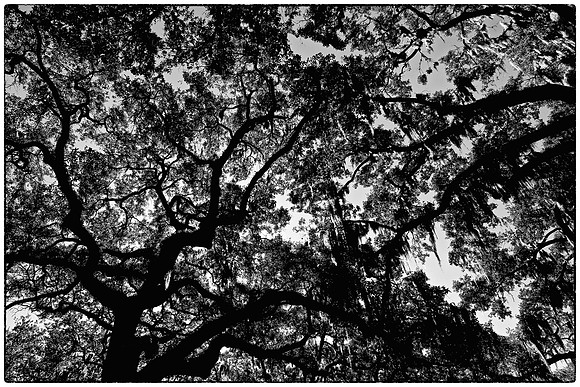 Forsyth Park, Savannah, GA