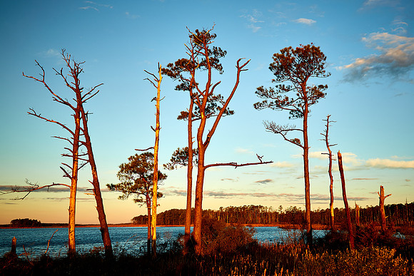 Sunrise at Blackwater National Wildlife Refuge, MD