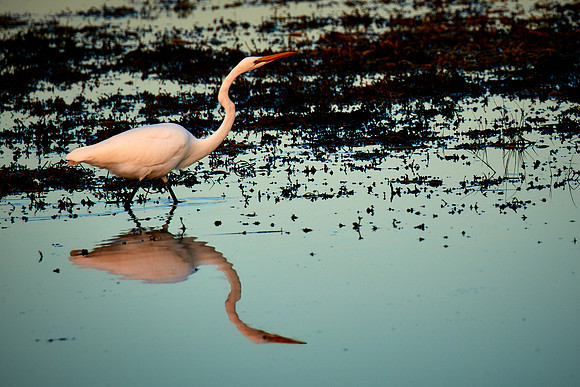 Great Egret at sunset, Chincoteague National Wildlife Refuge, VA
