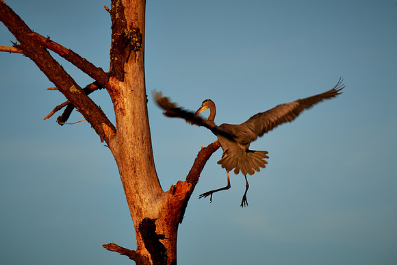 Great Blue Heron landing at sunrise, Chincoteague National Wildlife Refuge, VA