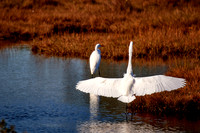 2015 Dec - Chincoteague Island, VA