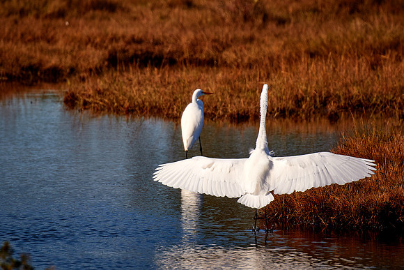 Great Egret, Chincoteague National Wildlife Refuge, VA