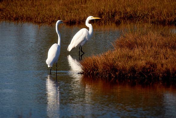 Great Egret, Chincoteague National Wildlife Refuge, VA
