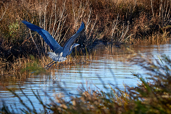 Great Blue Heron, Blackwater National Wildlife Refuge, MD