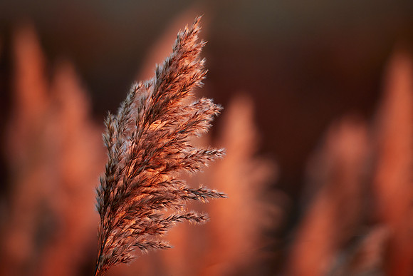 Phragmites at sunrise, Chincoteague National Wildlife Refuge, VA