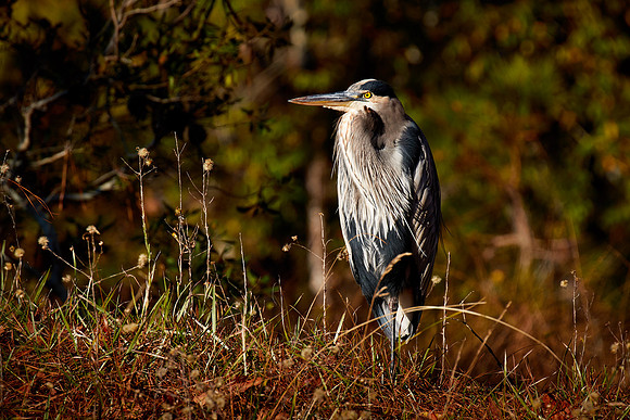 Great Blue Heron, Chincoteague National Wildlife Refuge, VA