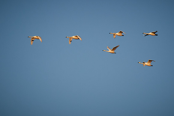 Tundra Swans, Chincoteague National Wildlife Refuge, VA