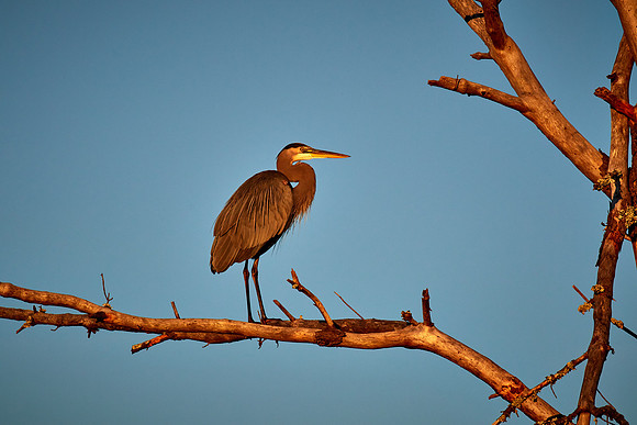 Great Blue Heron at sunrise, Chincoteague National Wildlife Refuge, VA