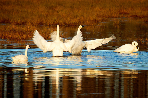 Tundra Swans, Chincoteague National Wildlife Refuge, VA