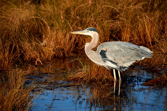 Great Blue Heron, Chincoteague National Wildlife Refuge, VA