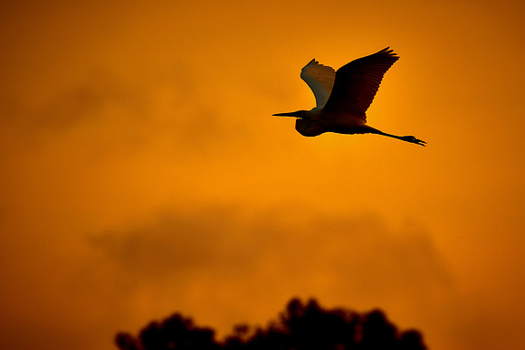 Great Blue Heron at sunset, Chincoteague National Wildlife Refuge, VA