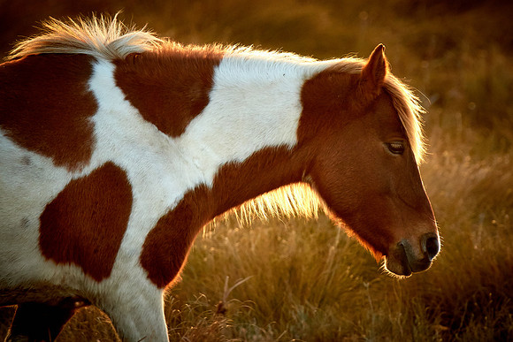 Wild ponies on  Chincoteague National Wildlife Refuge, VA
