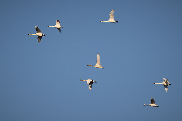 Tundra Swans, Chincoteague National Wildlife Refuge, VA